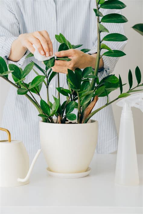 大葉植物 風水|風水植物｜不只富貴竹！7款招財/招桃花植物推介+不可不知風水 